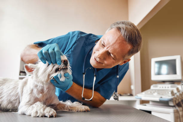 Best Dental Abscess Treatment in Lus Valley Marinwood, CA